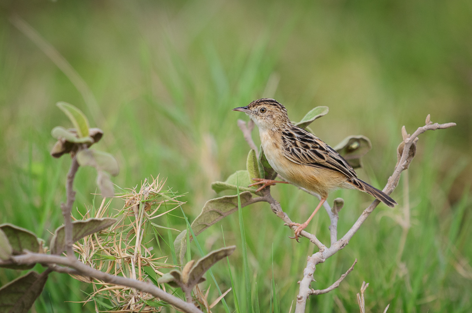  Chwastówka sawannowa Ptaki Nikon D300 Sigma APO 500mm f/4.5 DG/HSM Kenia 0 ptak ekosystem fauna dzikiej przyrody dziób wróbel skowronek strzyżyk flycatcher starego świata ecoregion