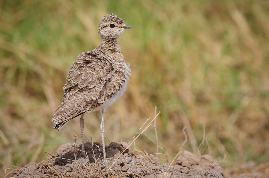  Rączak dwuobrożny Ptaki Nikon D300 Sigma APO 500mm f/4.5 DG/HSM Kenia 0 ptak ekosystem fauna dziób dzikiej przyrody skowronek ecoregion łąka shorebird drop