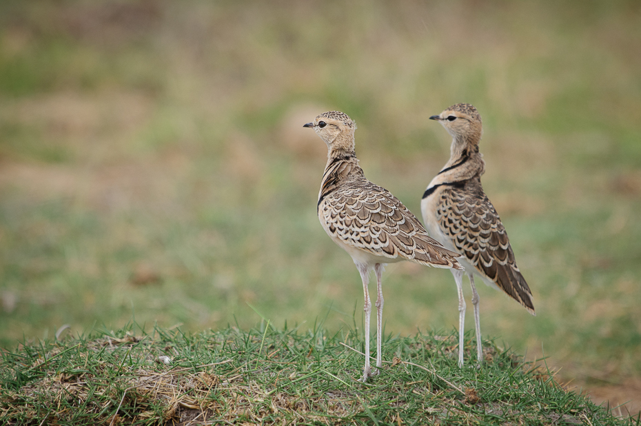  Rączak dwuobrożny Ptaki Nikon D300 Sigma APO 500mm f/4.5 DG/HSM Kenia 0 ptak ekosystem fauna dzikiej przyrody dziób łąka ecoregion zwierzę lądowe shorebird trawa