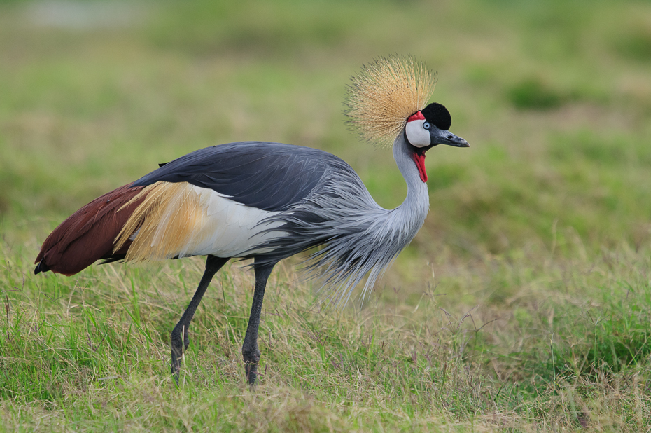  Żuraw koroniasty Ptaki Nikon D300 Sigma APO 500mm f/4.5 DG/HSM Kenia 0 ptak dźwig żuraw jak ptak dziób fauna dzikiej przyrody zwierzę lądowe trawa