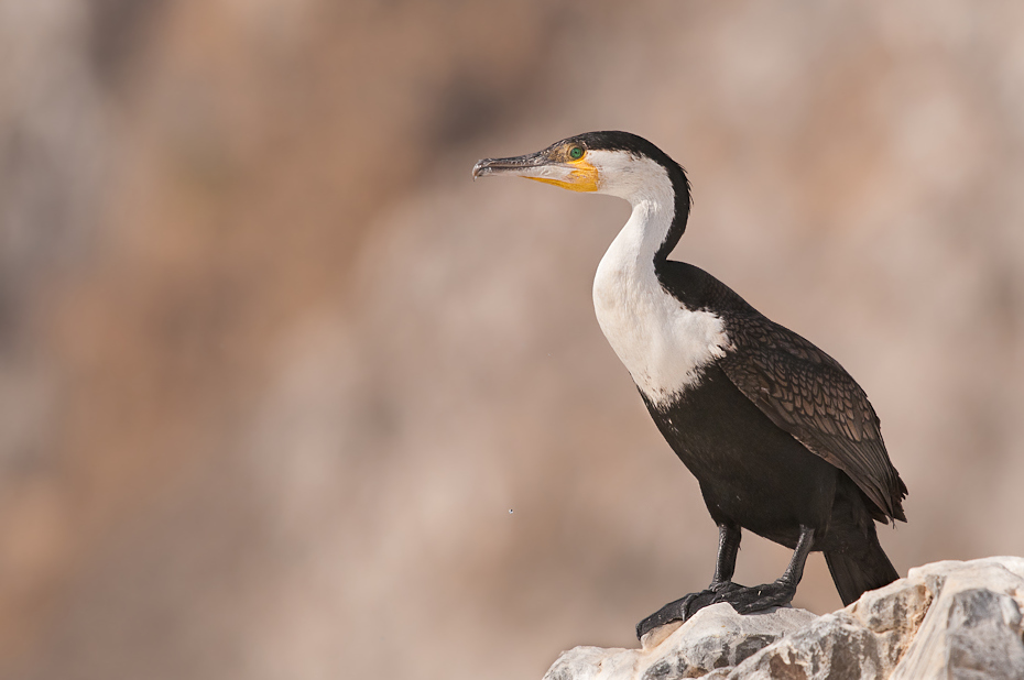  Kormoran Senegal Nikon D300 Sigma APO 500mm f/4.5 DG/HSM Budapeszt Bamako 0 ptak dziób kormoran fauna dzikiej przyrody suliformes ptak morski wodny ptak