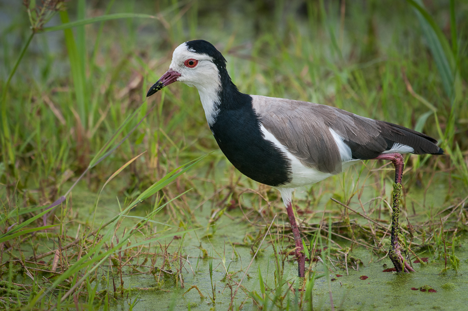  Czajka białolica Ptaki Nikon D300 Sigma APO 500mm f/4.5 DG/HSM Kenia 0 ptak fauna dziób dzikiej przyrody shorebird wodny ptak ptak morski trawa