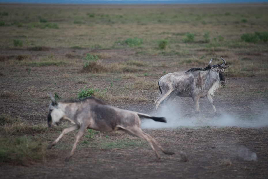  Antylopy Ssaki nikon d750 Nikon AF-S Nikkor 70-200mm f/2.8G Kenia 0 dzikiej przyrody ekosystem fauna pustynia łąka ecoregion step Park Narodowy tundra osioł