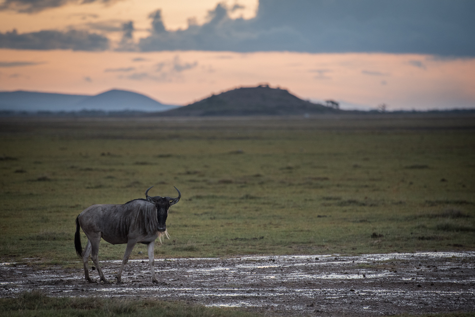  Antylopa Ssaki nikon d750 Nikon AF-S Nikkor 70-200mm f/2.8G Kenia 0 dzikiej przyrody łąka ekosystem niebo pustynia sawanna step preria Chmura Równina