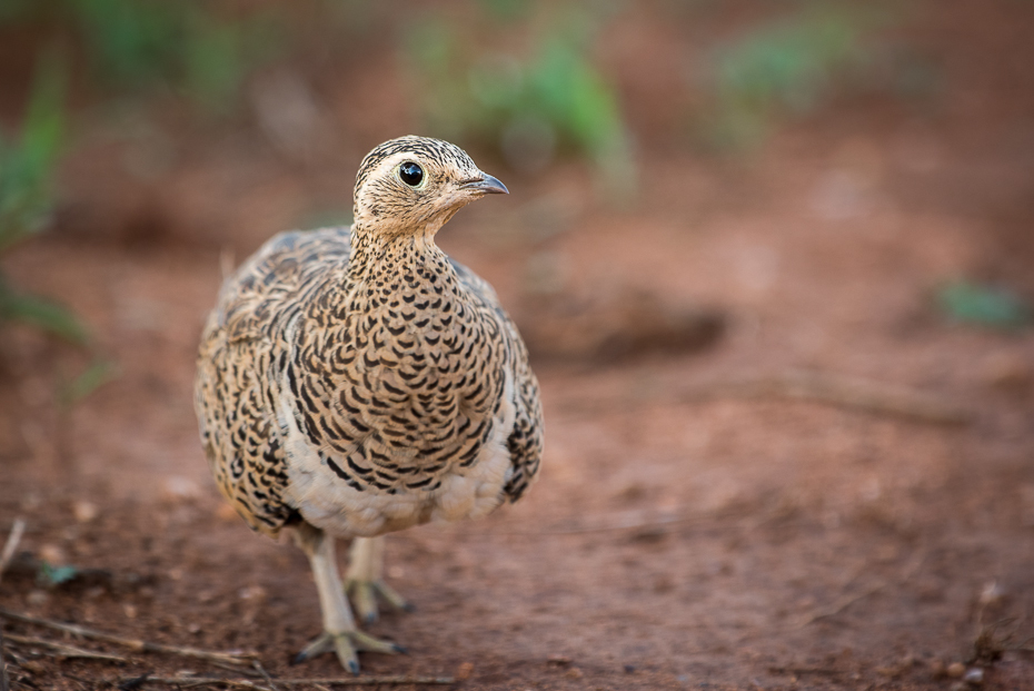  Stepówka czanolica Ptaki nikon d750 Sigma APO 500mm f/4.5 DG/HSM Kenia 0 ptak galliformes fauna dziób zwierzę lądowe dzikiej przyrody pardwa bażant