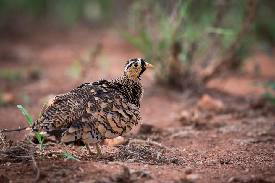  Stepówka czanolica Ptaki nikon d750 Sigma APO 500mm f/4.5 DG/HSM Kenia 0 ekosystem ptak fauna galliformes dzikiej przyrody dziób zwierzę lądowe organizm krzewy pardwa