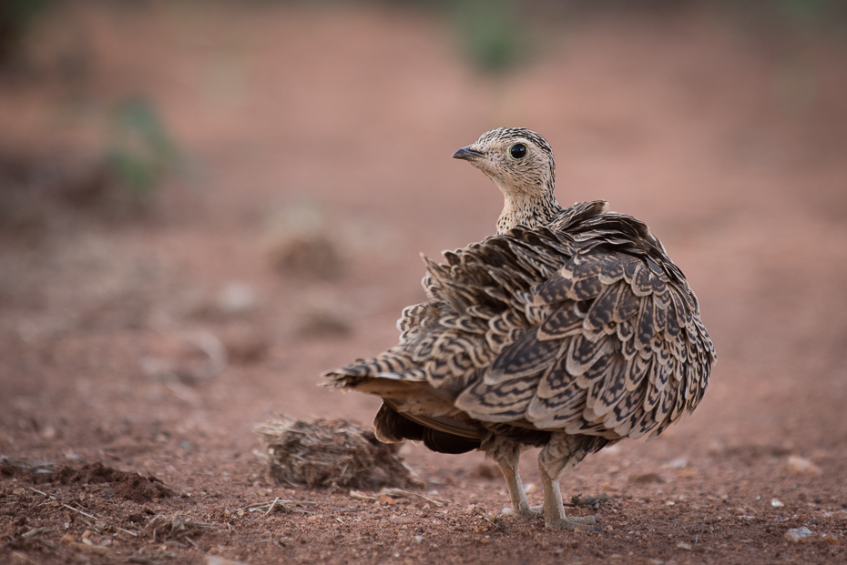  Stepówka czanolica Ptaki nikon d750 Sigma APO 500mm f/4.5 DG/HSM Kenia 0 fauna ptak ekosystem galliformes dziób dzikiej przyrody zwierzę lądowe pióro ecoregion organizm