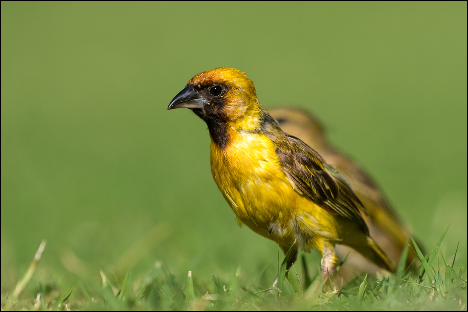  Wikłacz jeziorowy Ptaki Nikon D300 Sigma APO 500mm f/4.5 DG/HSM Kenia 0 ptak fauna dzikiej przyrody dziób zięba wilga na starym świecie organizm eurazjatycka złota wilga ptak przysiadujący