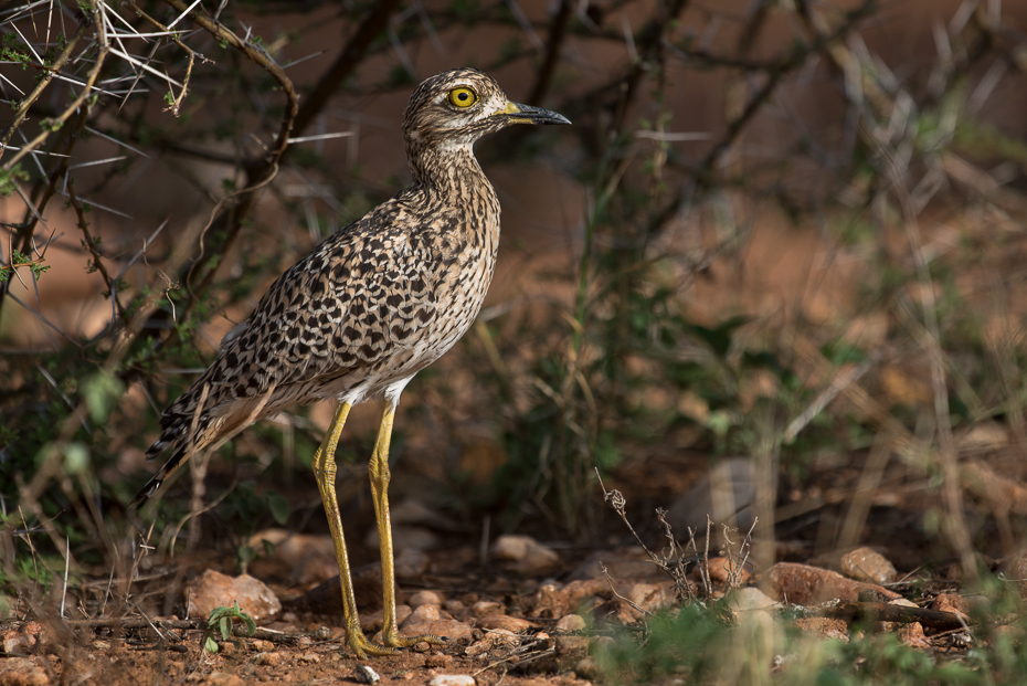  Kulon plamisty Ptaki nikon d750 Sigma APO 500mm f/4.5 DG/HSM Kenia 0 ptak ekosystem fauna dziób dzikiej przyrody zwierzę lądowe organizm shorebird ecoregion społeczność roślin