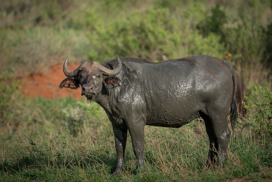  Byk Ssaki nikon d750 Sigma APO 500mm f/4.5 DG/HSM Kenia 0 dzikiej przyrody zwierzę lądowe gnu bydło takie jak ssak fauna łąka róg trawa wodny bawół sawanna