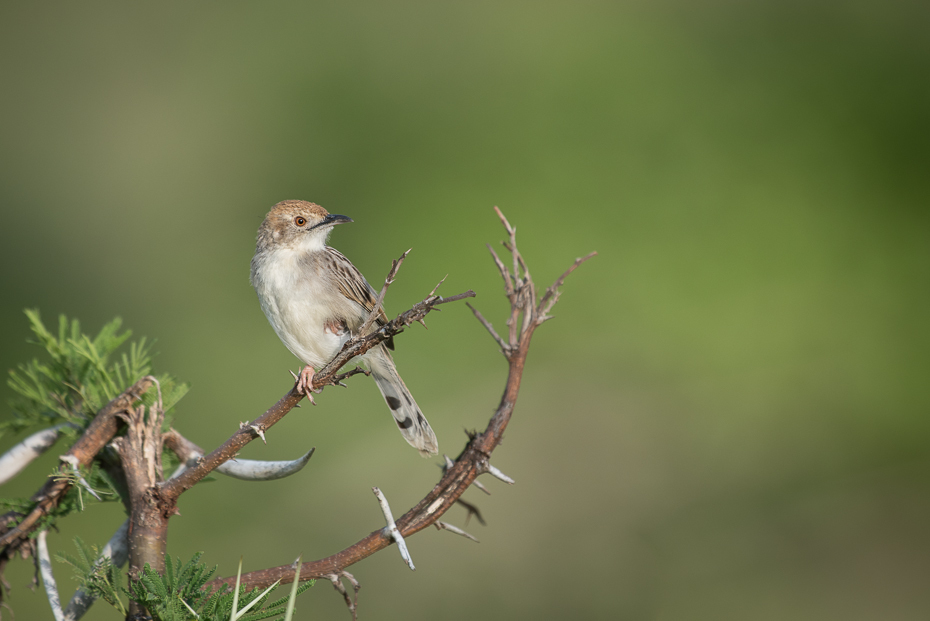  Chwastówka szarawa Ptaki nikon d750 Sigma APO 500mm f/4.5 DG/HSM Kenia 0 ptak fauna wróbel dziób dzikiej przyrody strzyżyk słowik Wróbel flycatcher starego świata zięba