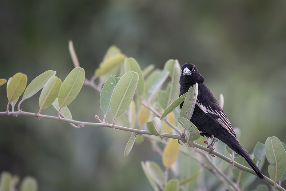  Bawolik białodzioby Ptaki nikon d750 Sigma APO 500mm f/4.5 DG/HSM Kenia 0 ptak fauna dziób dzikiej przyrody flora gałąź Gałązka organizm skrzydło flycatcher starego świata