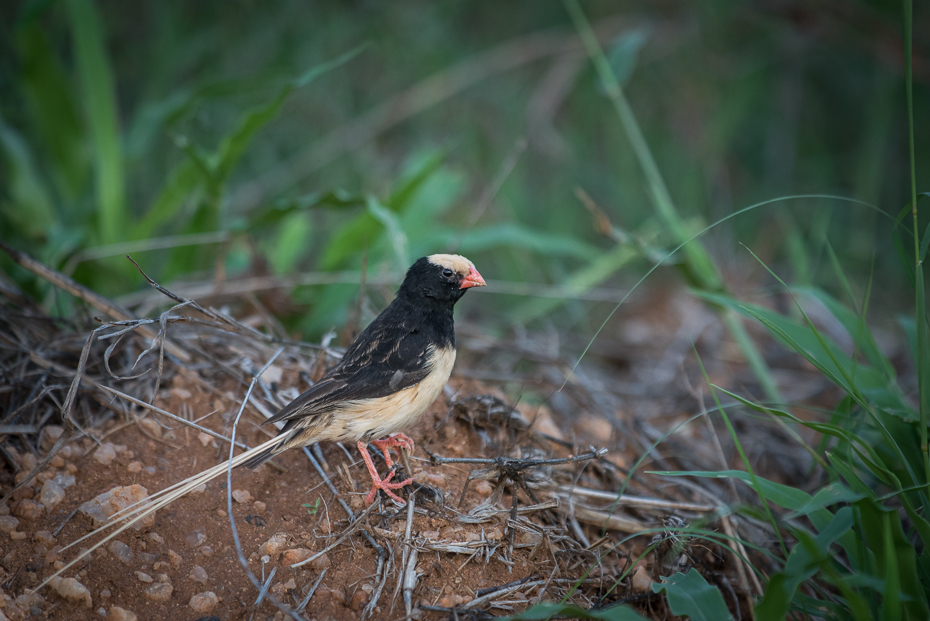  Wdówka płowosterna Ptaki nikon d750 Sigma APO 500mm f/4.5 DG/HSM Kenia 0 ptak ekosystem fauna dziób dzikiej przyrody flycatcher starego świata organizm zięba Emberizidae społeczność roślin