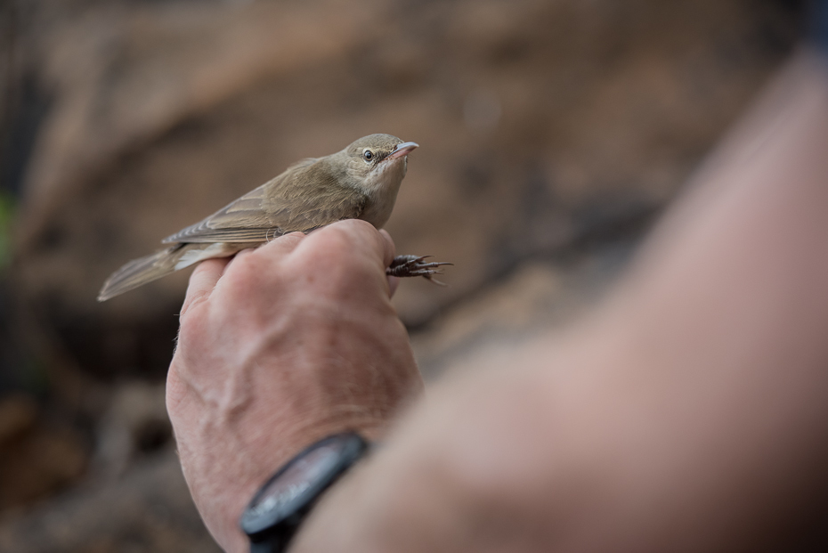  Trzcinniczek tęposkrzydły Ptaki nikon d750 Nikon AF-S Nikkor 70-200mm f/2.8G Kenia 0 ptak fauna dziób dłoń dzikiej przyrody pióro ptak przysiadujący skrzydło