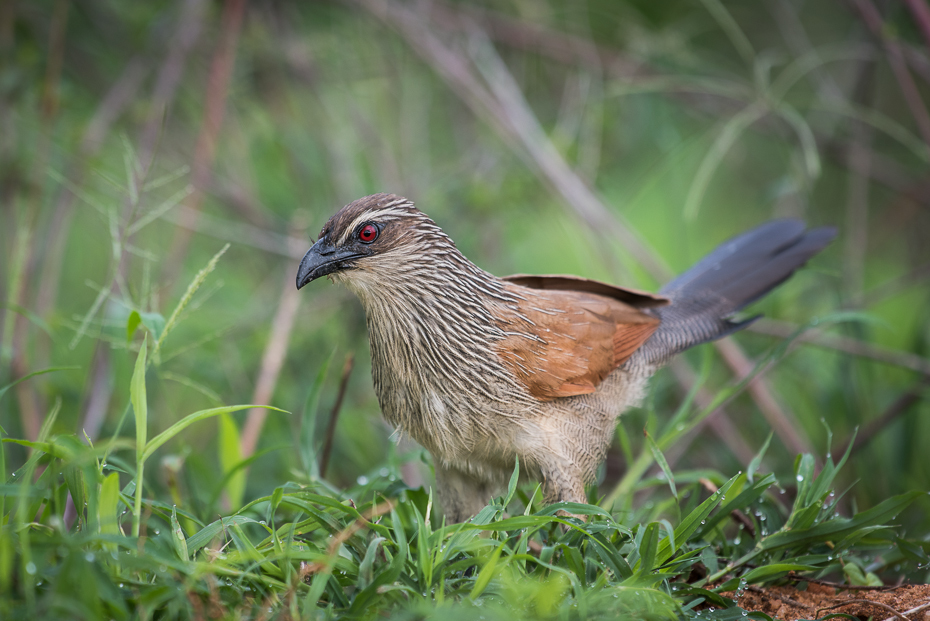  Kukal białobrewy Ptaki nikon d750 Sigma APO 500mm f/4.5 DG/HSM Kenia 0 ptak fauna ekosystem dziób dzikiej przyrody trawa galliformes organizm społeczność roślin ecoregion