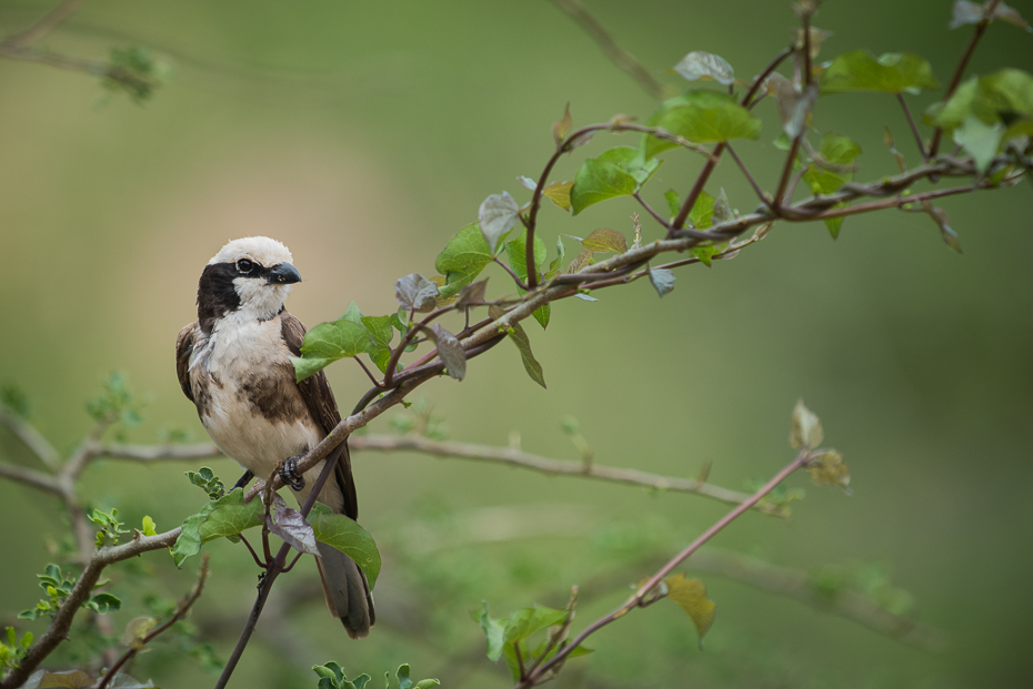  Białoczub białorzytny Ptaki nikon d750 Sigma APO 500mm f/4.5 DG/HSM Kenia 0 ptak fauna dziób gałąź flora dzikiej przyrody Gałązka ptak przysiadujący drzewo wróbel