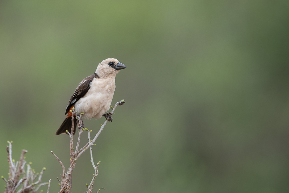  Bawolik białogłowy Ptaki nikon d750 Sigma APO 500mm f/4.5 DG/HSM Kenia 0 ptak fauna ekosystem dziób dzikiej przyrody flycatcher starego świata skrzydło słowik wróbel organizm