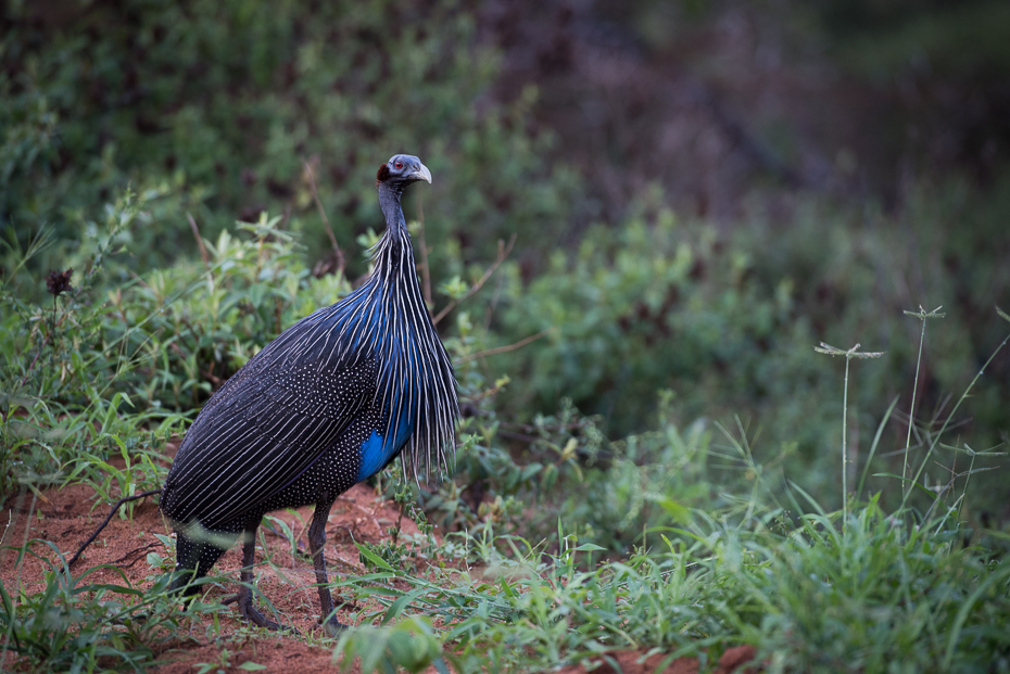  Perlica sępia Ptaki nikon d750 Nikon AF-S Nikkor 70-200mm f/2.8G Kenia 0 ptak dzikiej przyrody fauna ekosystem galliformes dziób rezerwat przyrody paw ptactwo trawa