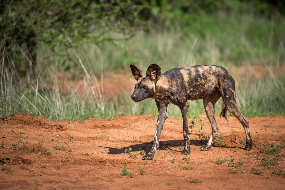  Likaon Ssaki nikon d750 Nikon AF-S Nikkor 70-200mm f/2.8G Kenia 0 dzikiej przyrody fauna ssak Likaon pictus pustynia trawa Park Narodowy safari zwierzę lądowe pysk