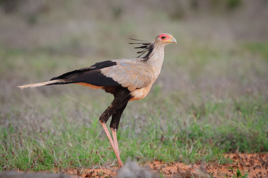  Sekretarz Ptaki Nikon D300 Sigma APO 500mm f/4.5 DG/HSM Kenia 0 ptak ekosystem fauna dziób dzikiej przyrody ecoregion sęp żuraw jak ptak ptak drapieżny