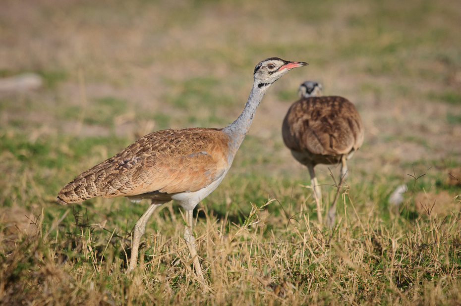  Dropik senegalski Ptaki Nikon D300 Sigma APO 500mm f/4.5 DG/HSM Kenia 0 ekosystem ptak łąka zwierzę lądowe fauna żuraw jak ptak drop dzikiej przyrody otididae ecoregion