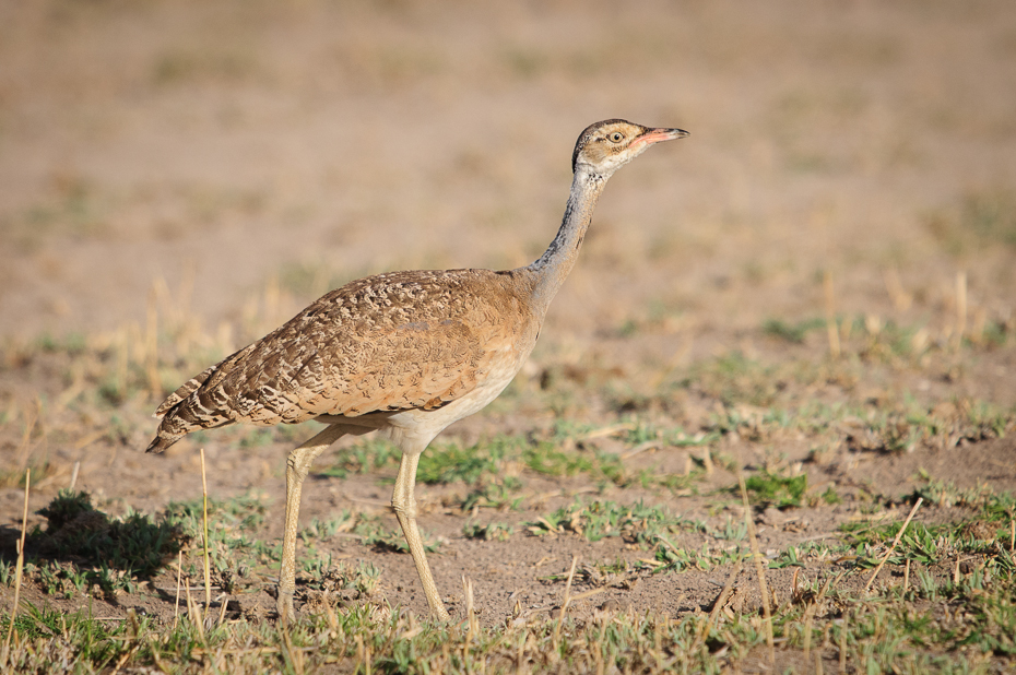  Dropik senegalski Ptaki Nikon D300 Sigma APO 500mm f/4.5 DG/HSM Kenia 0 ptak ekosystem zwierzę lądowe fauna dzikiej przyrody łąka drop ecoregion otididae żuraw jak ptak