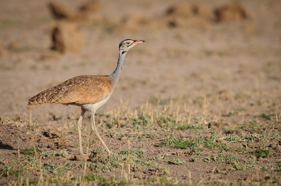  Dropik senegalski Ptaki Nikon D300 Sigma APO 500mm f/4.5 DG/HSM Kenia 0 ekosystem ptak fauna zwierzę lądowe dzikiej przyrody żuraw jak ptak łąka ecoregion drop dźwig