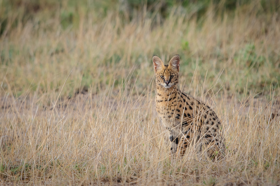  Serwal Ssaki Nikon D300 Sigma APO 500mm f/4.5 DG/HSM Kenia 0 dzikiej przyrody łąka zwierzę lądowe ekosystem fauna ssak pustynia lampart trawa sawanna