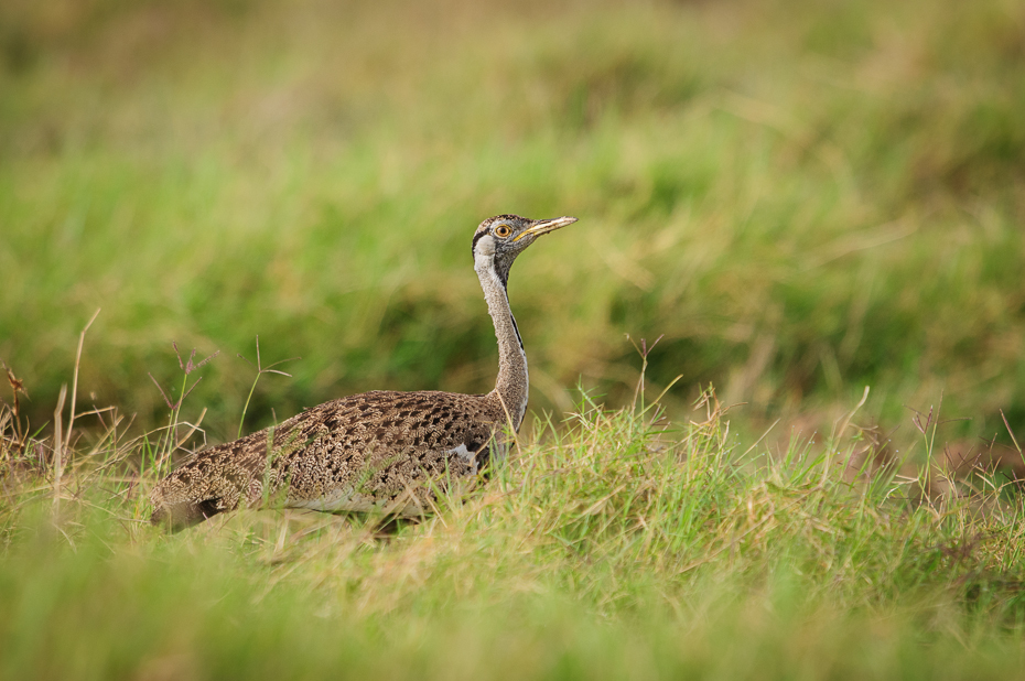  Dropik białouchy Ptaki Nikon D300 Sigma APO 500mm f/4.5 DG/HSM Kenia 0 ekosystem ptak dzikiej przyrody fauna łąka dziób trawa zwierzę lądowe ecoregion drop