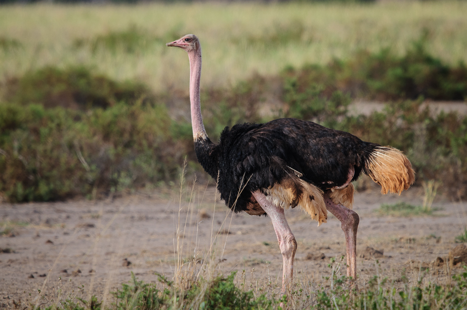  Struś Ptaki Nikon D300 Sigma APO 500mm f/4.5 DG/HSM Kenia 0 struś bezgrzebieniowy ekosystem dzikiej przyrody fauna Ptak nielot ptak dziób ecoregion zwierzę lądowe