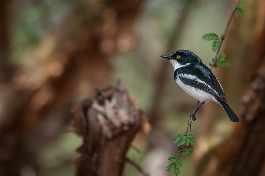  Krępnik czarnopierśny Ptaki Nikon D300 Sigma APO 500mm f/4.5 DG/HSM Kenia 0 ptak fauna dzikiej przyrody dziób flycatcher starego świata flora organizm zięba ptak przysiadujący gałąź