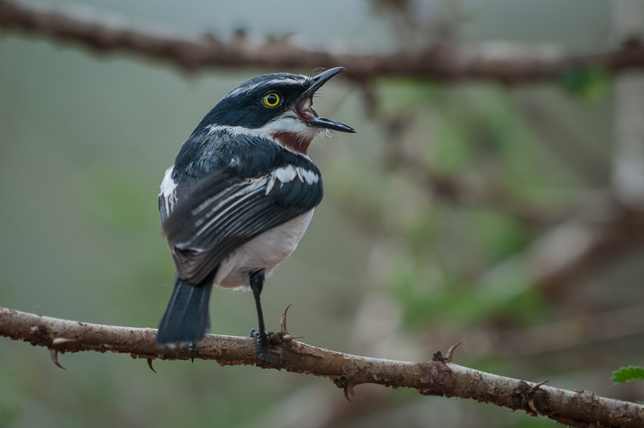  Krępnik czarnopierśny Ptaki Nikon D300 Sigma APO 500mm f/4.5 DG/HSM Kenia 0 ptak dziób fauna dzikiej przyrody flycatcher starego świata organizm pióro drzewo skrzydło ptak przysiadujący