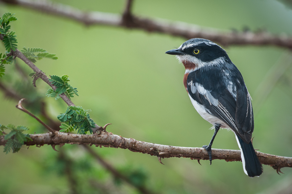  Krępnik czarnopierśny Ptaki Nikon D300 Sigma APO 500mm f/4.5 DG/HSM Kenia 0 ptak fauna dziób dzikiej przyrody flycatcher starego świata drzewo organizm gałąź Gałązka skrzydło