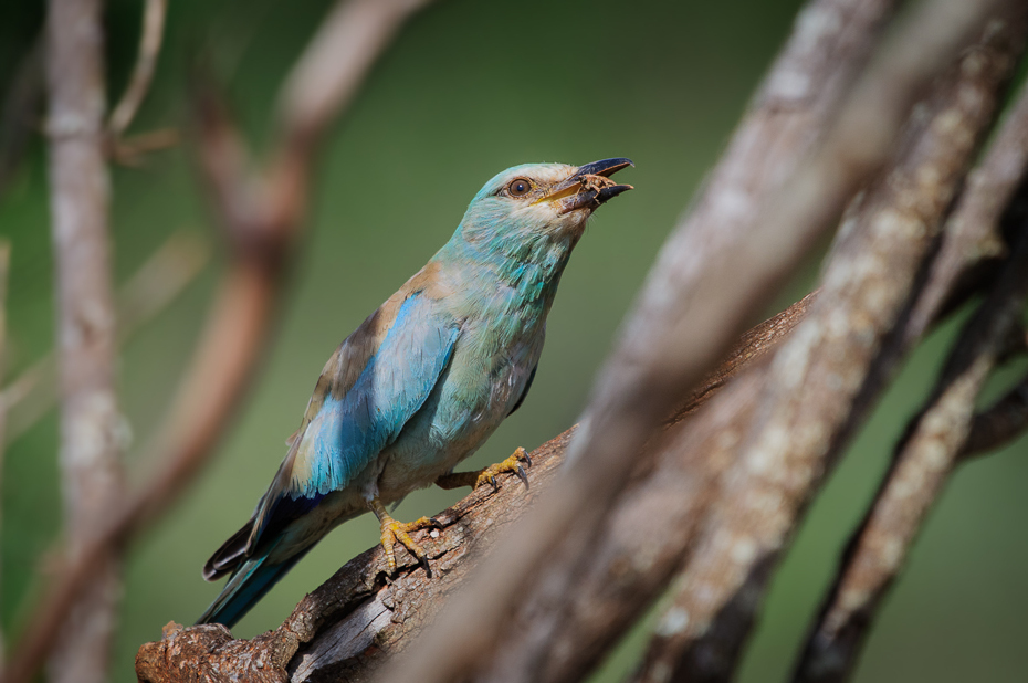  Kraska Ptaki Nikon D300 Sigma APO 500mm f/4.5 DG/HSM Kenia 0 ptak dziób fauna dzikiej przyrody wałek organizm drzewo gałąź ptak przysiadujący pióro