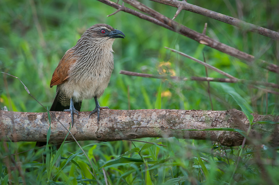  Kukal białobrewy Ptaki Nikon D300 Sigma APO 500mm f/4.5 DG/HSM Kenia 0 ptak fauna ekosystem dziób dzikiej przyrody organizm trawa cuculiformes rodzina traw społeczność roślin