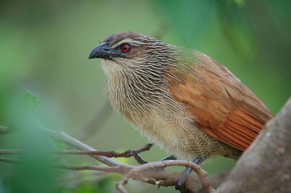  Kukal białobrewy Ptaki Nikon D300 Sigma APO 500mm f/4.5 DG/HSM Kenia 0 ptak fauna dziób dzikiej przyrody ścieśniać pióro organizm cuculiformes zięba