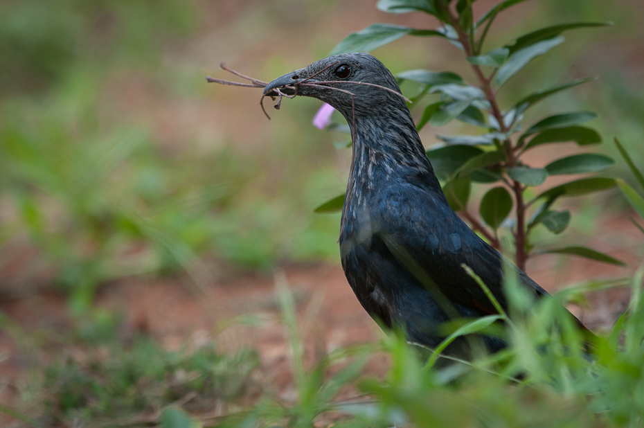  Czarnotek rudoskrzydły Ptaki Nikon D300 Sigma APO 500mm f/4.5 DG/HSM Kenia 0 ptak fauna dziób dzikiej przyrody organizm cuculiformes