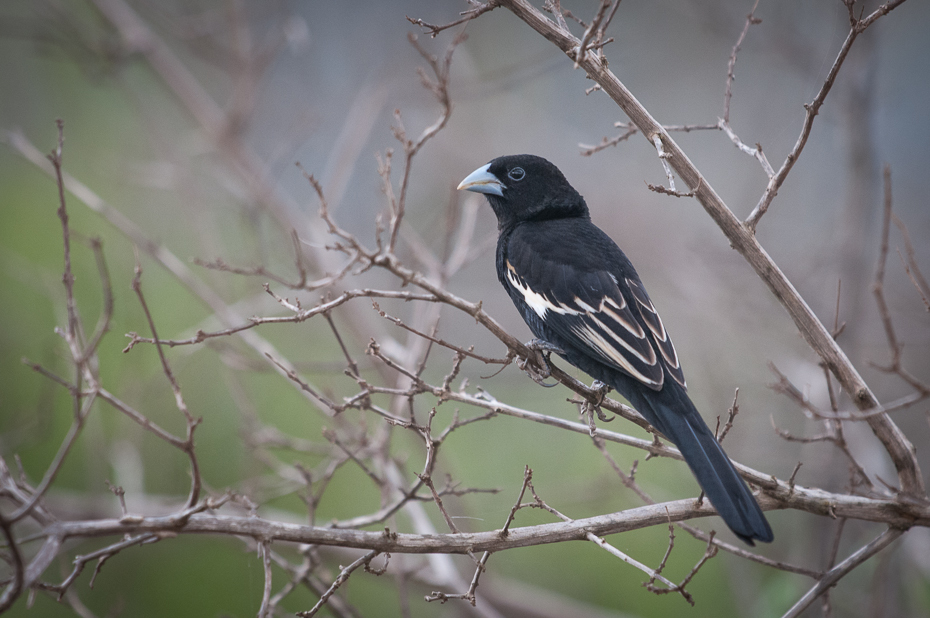  Wiklacz cynamonowoskrzydły Ptaki Nikon D300 Sigma APO 500mm f/4.5 DG/HSM Kenia 0 ptak fauna dziób gałąź dzikiej przyrody drzewo pióro flycatcher starego świata Emberizidae Gałązka