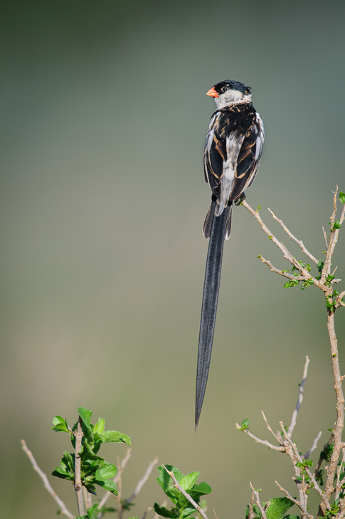  Wdówka białobrzucha Ptaki Nikon D300 Sigma APO 500mm f/4.5 DG/HSM Kenia 0 ptak fauna dziób dzikiej przyrody flora skrzydło Gałązka coraciiformes Łyk pióro