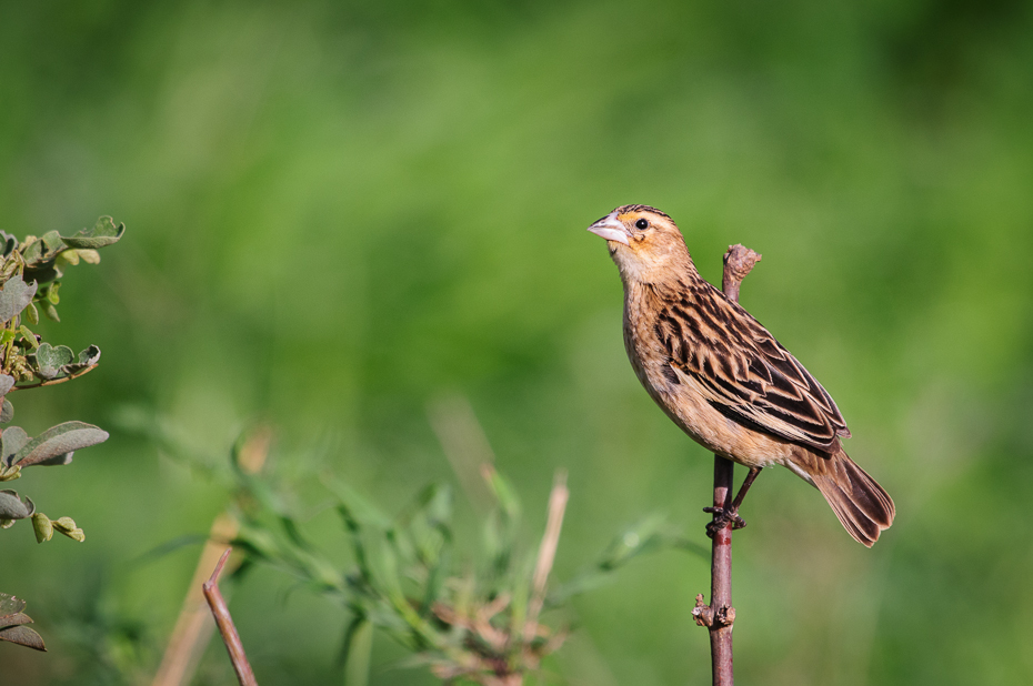  Wdówka białobrzucha, Ptaki Nikon D300 Sigma APO 500mm f/4.5 DG/HSM Kenia 0 ptak ekosystem fauna dzikiej przyrody dziób wróbel skowronek zięba Wróbel flycatcher starego świata