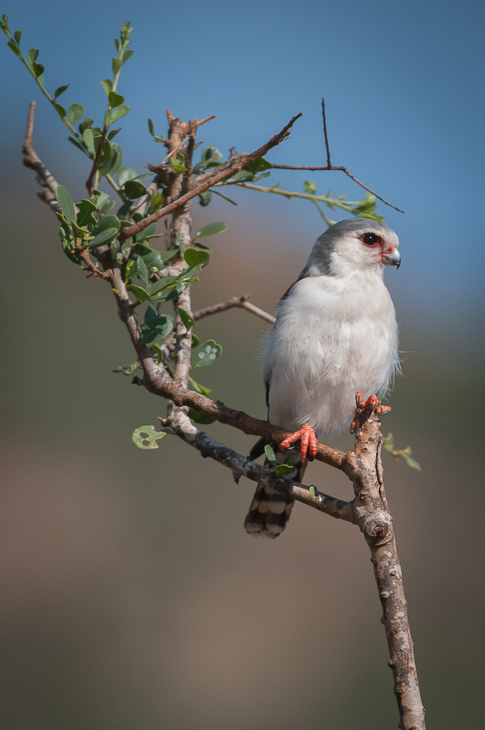  Sokolik czerwonooki Ptaki Nikon D300 Sigma APO 500mm f/4.5 DG/HSM Kenia 0 ptak fauna dziób gałąź drzewo pióro dzikiej przyrody Gałązka niebo zięba