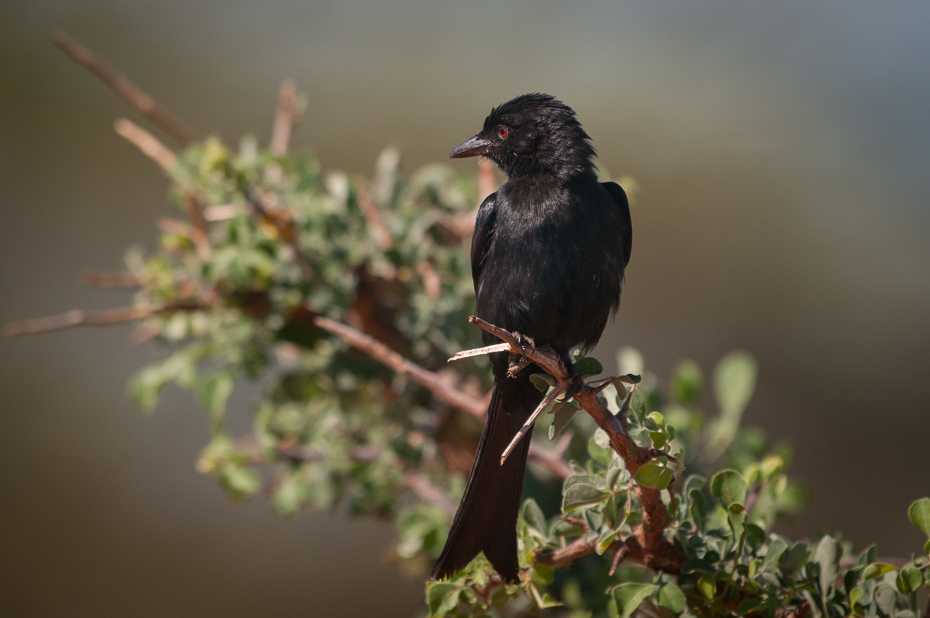  Dziwogon żałobny Ptaki Nikon D300 Sigma APO 500mm f/4.5 DG/HSM Kenia 0 ptak fauna dziób kos dzikiej przyrody gałąź Emberizidae ptak przysiadujący Gałązka flycatcher starego świata