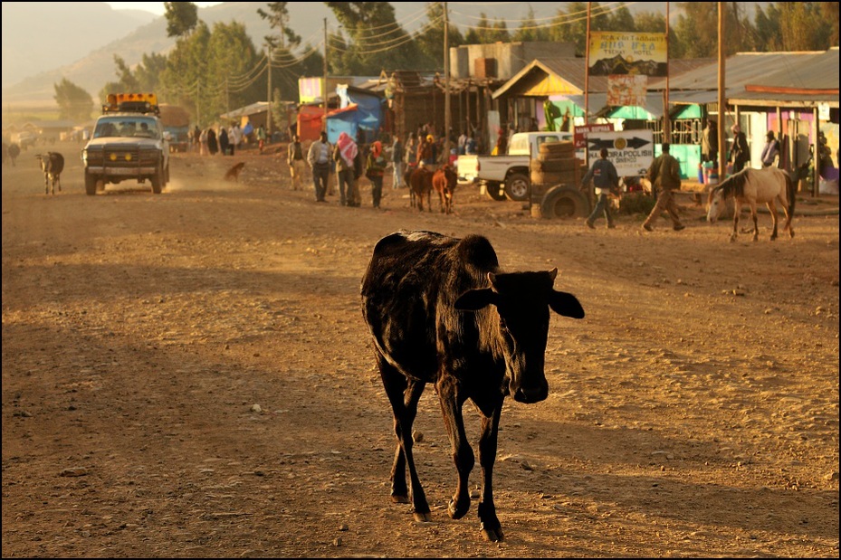  Dinsho Krajobraz Nikon D300 AF-S Micro Nikkor 60mm f/2.8G Etiopia 0 juczne zwierzę piasek obszar wiejski bydło takie jak ssak żywy inwentarz krajobraz drzewo