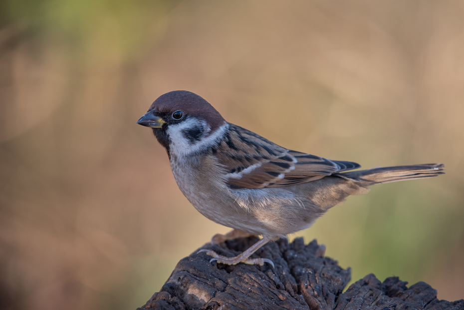  Mazurek #13 Ptaki nikon d750 NIKKOR 200-500mm f/5.6E AF-S Zwierzęta ptak wróbel fauna dziób Wróbel dzikiej przyrody pióro ptak przysiadujący zięba Emberizidae