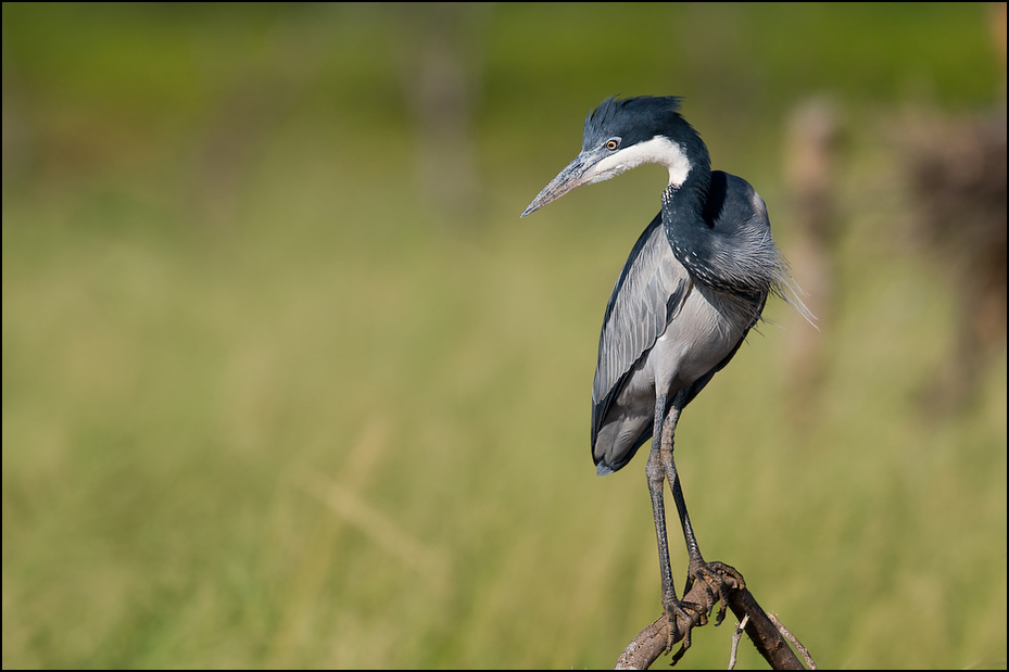  Czapla czarnogłowa Ptaki Nikon D300 Sigma APO 500mm f/4.5 DG/HSM Kenia 0 ptak dziób fauna ekosystem dzikiej przyrody czapla Ciconiiformes mała niebieska czapla bocian żuraw jak ptak