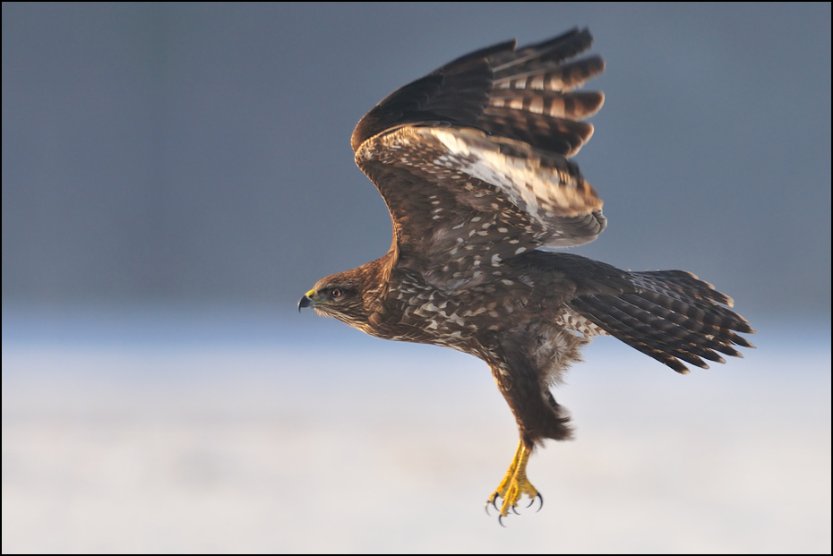  Myszołów #21 Ptaki Nikon D300 Sigma APO 500mm f/4.5 DG/HSM Zwierzęta ptak orzeł accipitriformes jastrząb ptak drapieżny dziób myszołów fauna dzikiej przyrody sokół