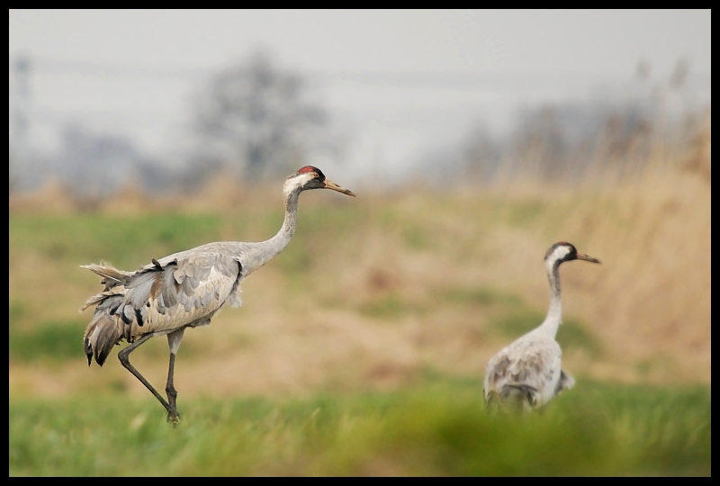  Żurawie Ptaki żuraw żurawie ptaki Nikon D200 Sigma APO 50-500mm f/4-6.3 HSM Zwierzęta ptak dźwig żuraw jak ptak ekosystem dzikiej przyrody dziób łąka trawa ecoregion migracja zwierząt