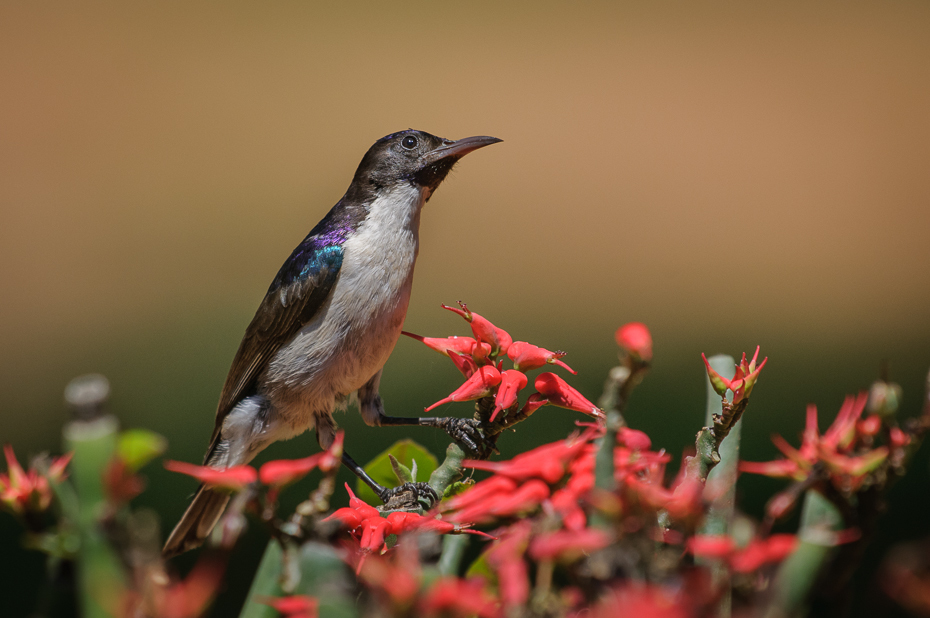  Nektarnik sawannowy Ptaki Nikon D300 Sigma APO 500mm f/4.5 DG/HSM Kenia 0 ptak fauna dziób dzikiej przyrody flora ranek flycatcher starego świata słowik organizm strzyżyk