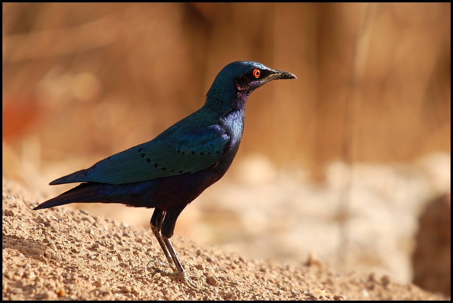  Błyszczak purpurowy Ptaki Nikon D200 Sigma APO 50-500mm f/4-6.3 HSM Senegal 0 ptak fauna dziób dzikiej przyrody organizm pióro skrzydło ecoregion kos sójka