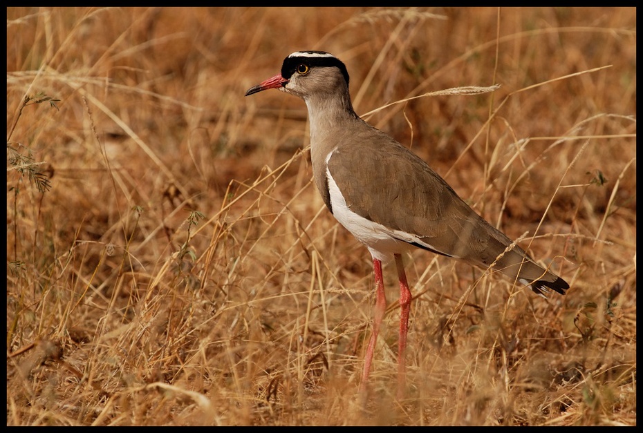  Czajka koroniasta Ptaki ptaki Nikon D200 Sigma APO 500mm f/4.5 DG/HSM Kenia 0 ekosystem ptak fauna dziób dzikiej przyrody ecoregion rodzina traw ptak morski shorebird trawa